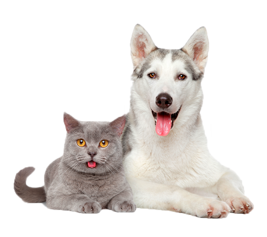 398-3983095_vacunas-perros-y-gatos-hd-png-download