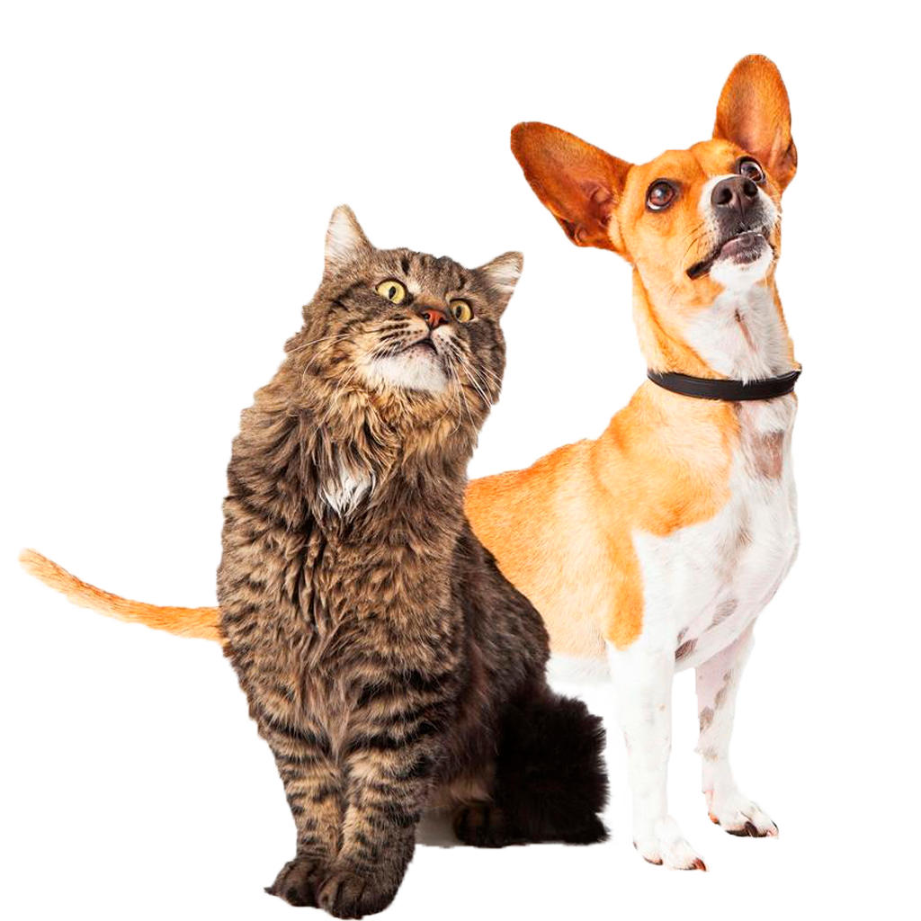 depositphotos_46628151-stock-photo-dog-and-cat-looking-up