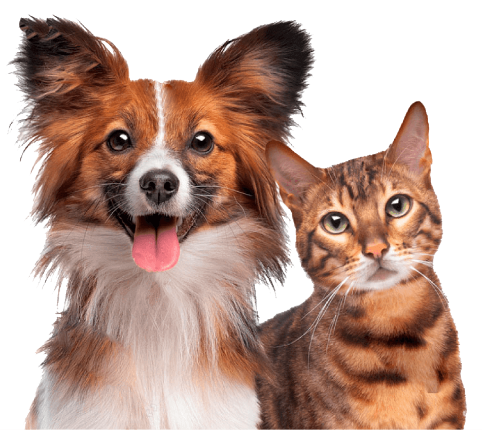 perro-gato-1