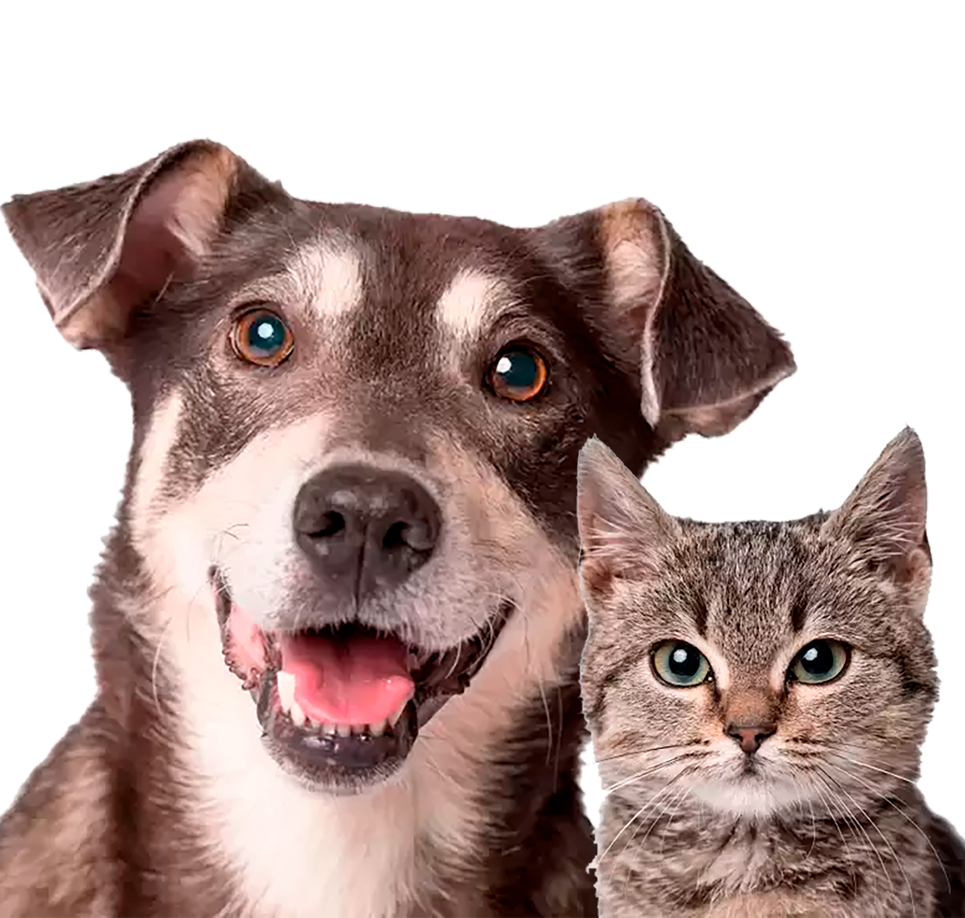 perro-y-gato-tips-de-comportamiento-2