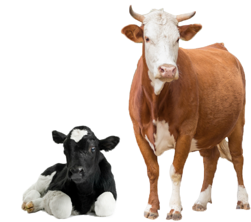 pngimg.com-cow_PNG50585