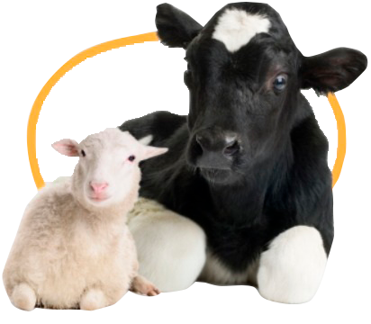 Animales Mayores